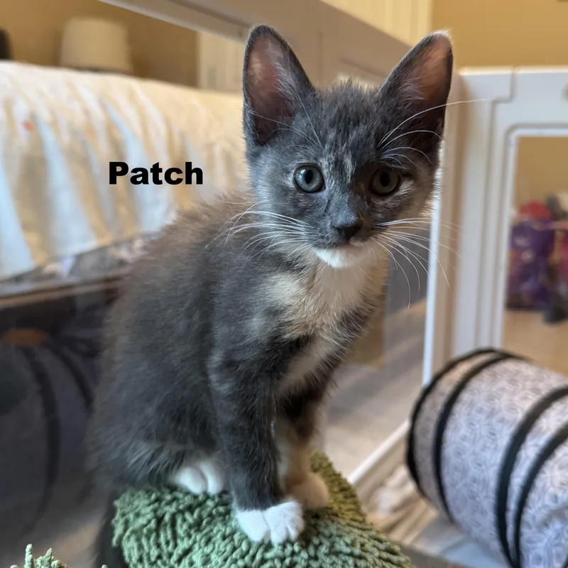 Patch thumbnail 3