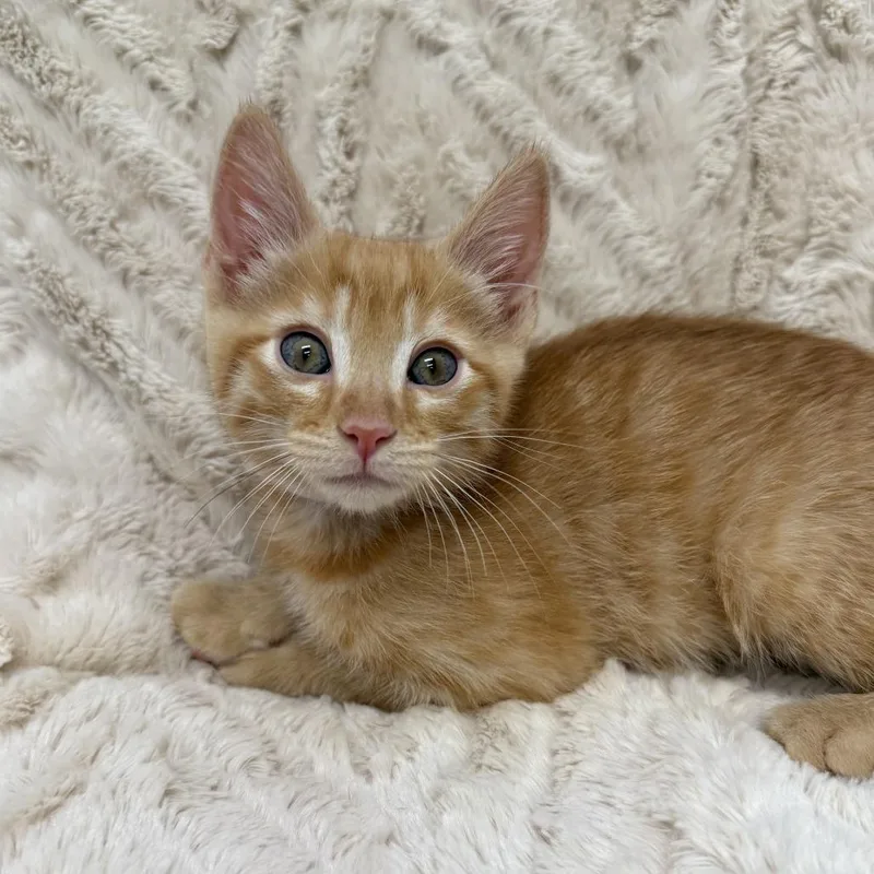 A baby small-sized male Orange / Red Domestic Short Hair cat named Soda for adoption in Long Beach, CA