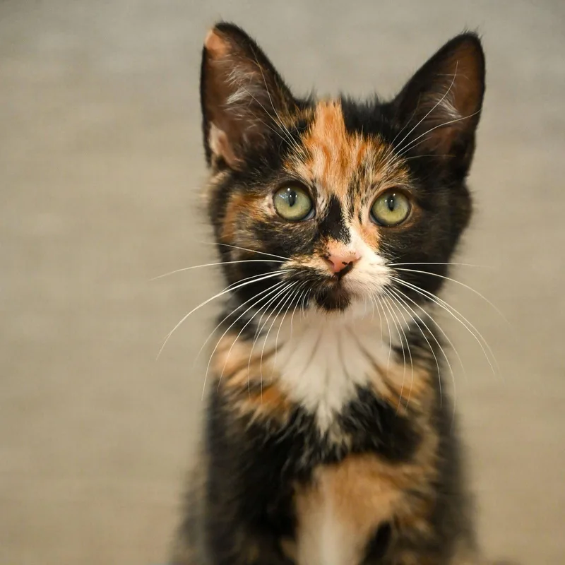 A baby small-sized female Black Domestic Short Hair cat named Brittney for adoption in Oakland, CA