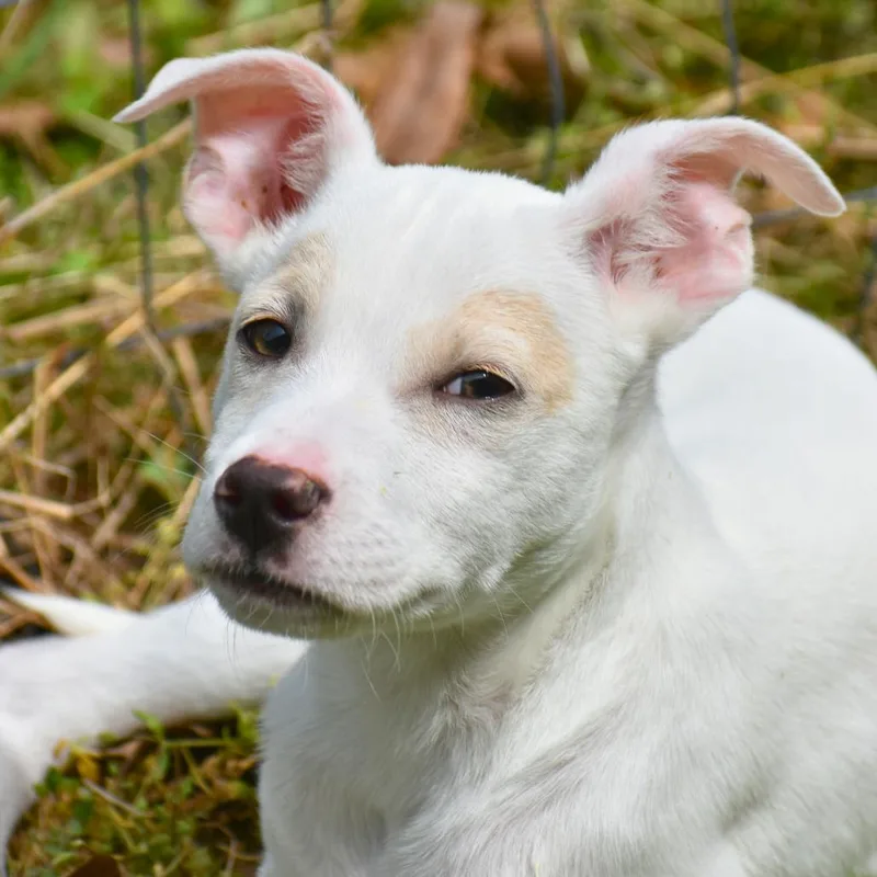 A baby medium-sized male White / Cream Mixed Breed dog named Bugs for adoption in Mebane, NC