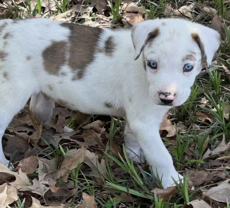 Gobi Lonestar thumbnail 2