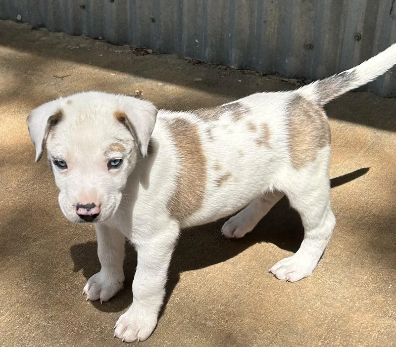 Gobi Lonestar thumbnail 3