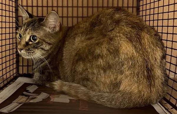 A senior medium-sized female Domestic Short Hair cat named Miss Lady for adoption in Austin, TX