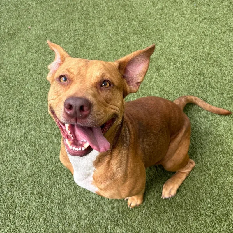 An adult medium-sized female Brown / Chocolate Mixed Breed dog named Rosie for adoption in Titusville, FL