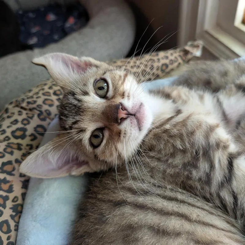 A baby small-sized male Brown / Chocolate Domestic Short Hair cat named Fred for adoption in Long Beach, CA