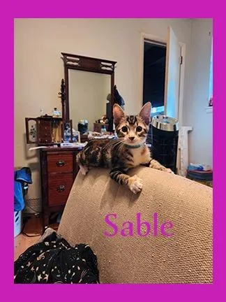 A baby medium-sized female Domestic Short Hair cat named Sable for adoption in Hoover , AL