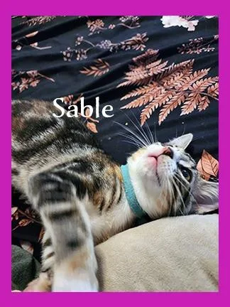 Sable thumbnail 2
