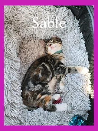 Sable thumbnail 3