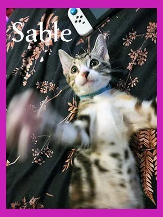 Sable thumbnail 4