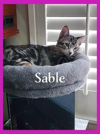 Sable thumbnail 5