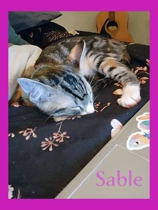 Sable thumbnail 6