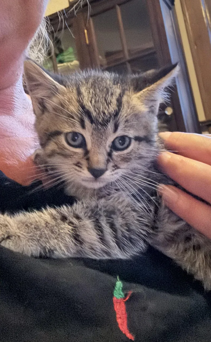A baby medium-sized female Domestic Short Hair cat named Finnie for adoption in Trenton, NJ