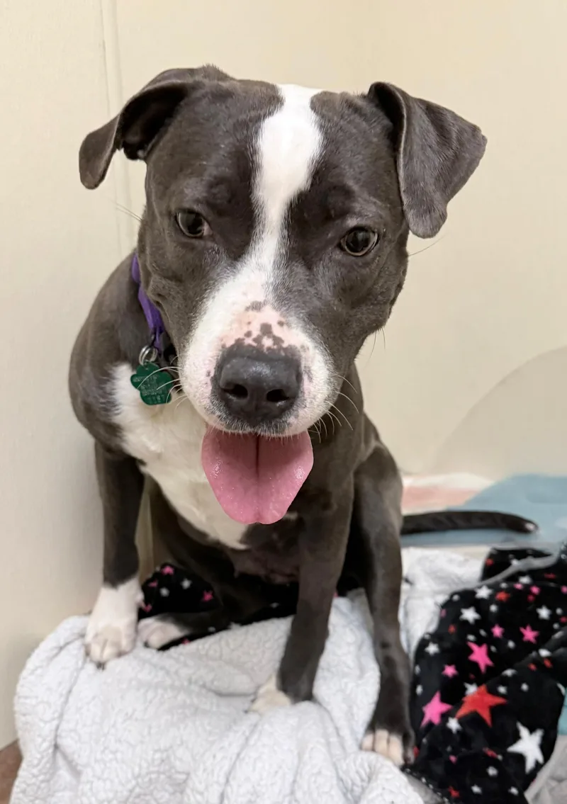 Sugar Plum thumbnail 2