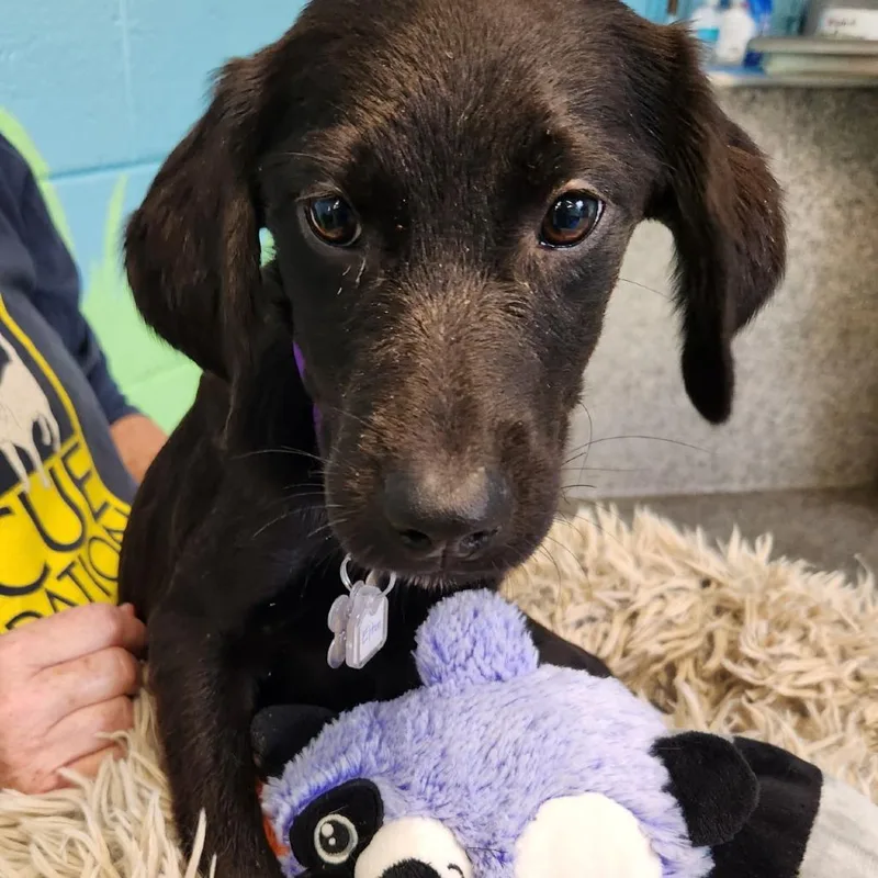 A baby small-sized male Labrador Retriever dog named Rockstar Pup: Elton for adoption in Falls Church, VA
