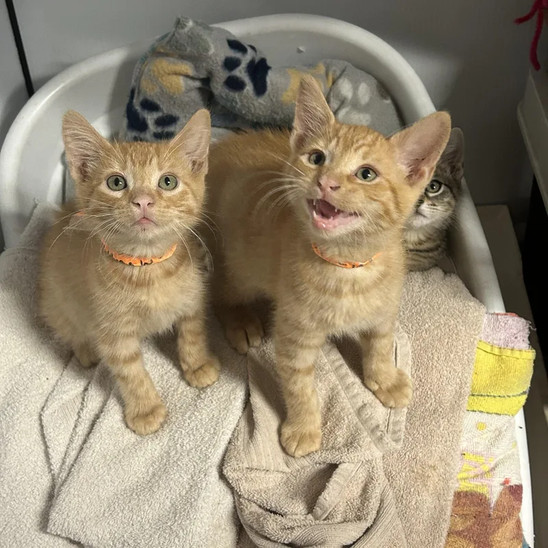 A baby small-sized male Domestic Short Hair cat named Blazekin for adoption in Metairie, LA