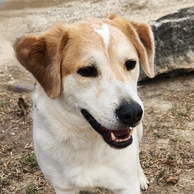 An adult medium-sized male White / Cream Australian Shepherd dog named Monty JuM for adoption in Austin, TX