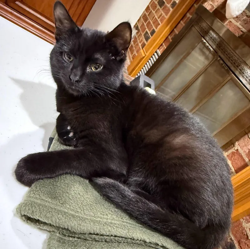 An adult medium-sized male Black Domestic Short Hair cat named Indigo for adoption in Norwood, OH