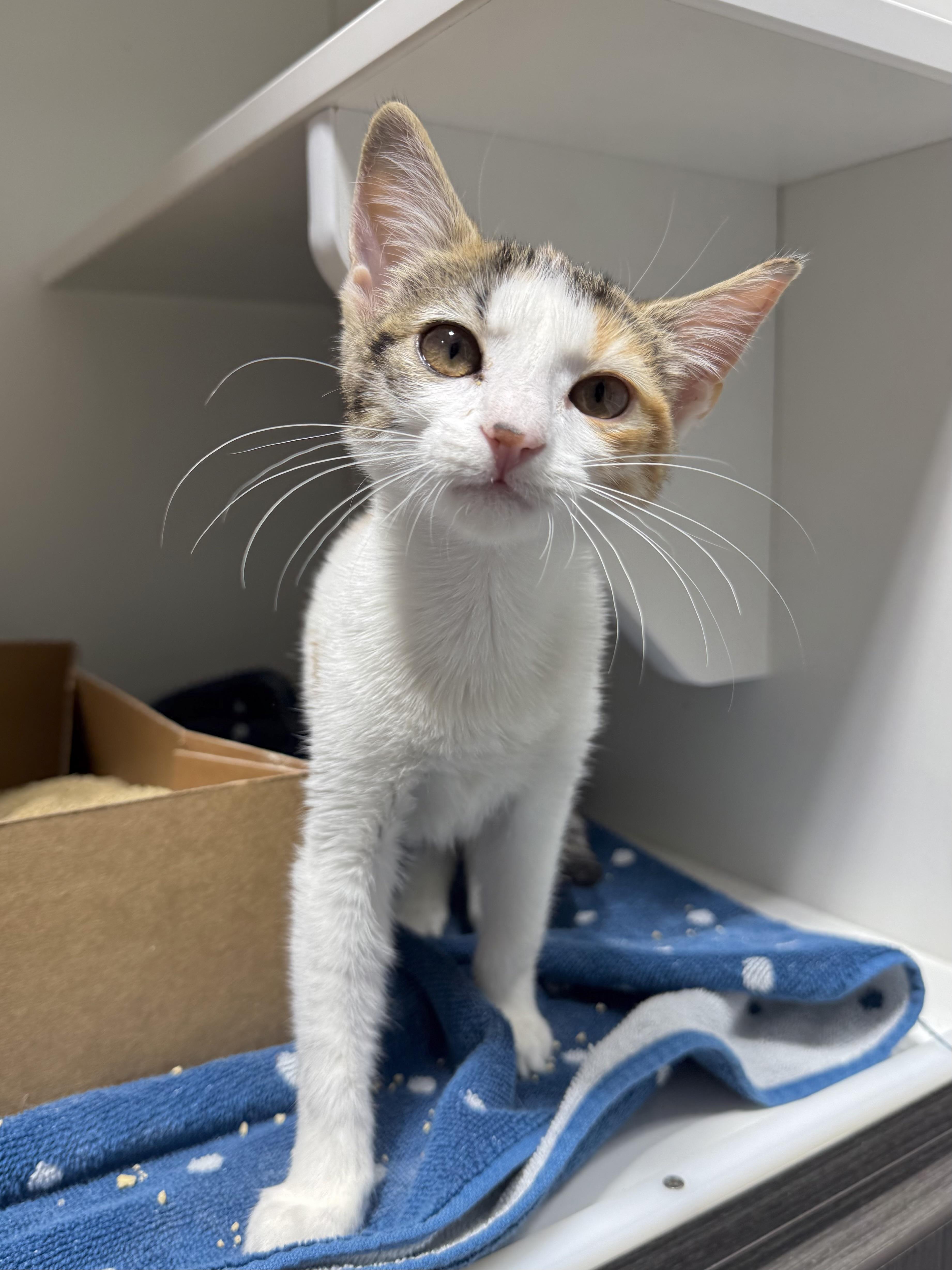 A baby small-sized female Domestic Short Hair cat named Aurora for adoption in West Chester, PA