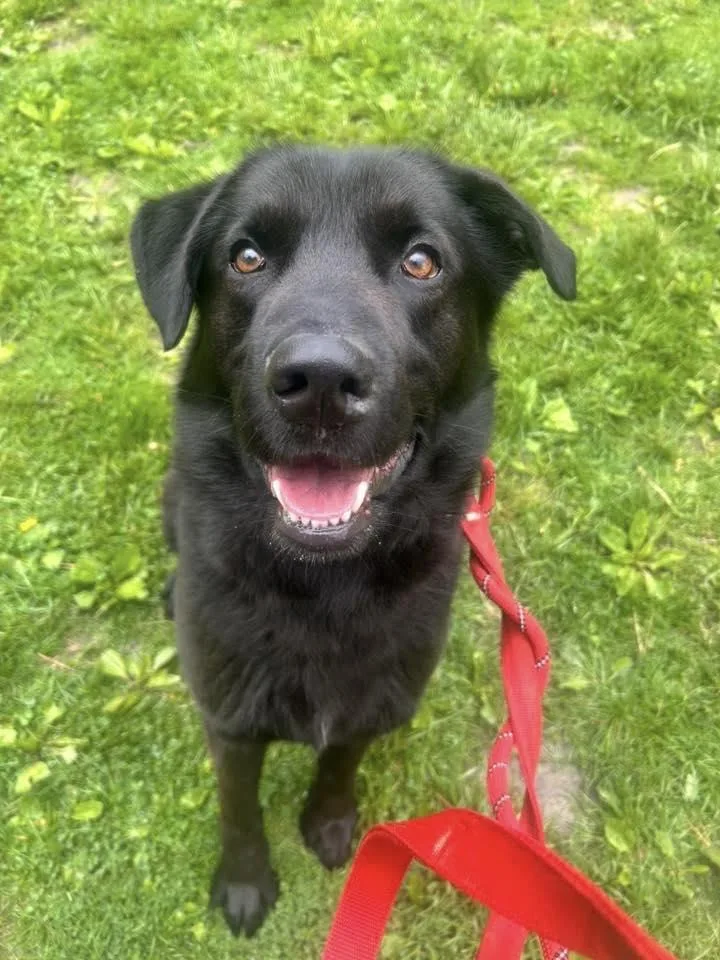 A young medium-sized male Black Labrador Retriever dog named Rambo for adoption in Warren, OH