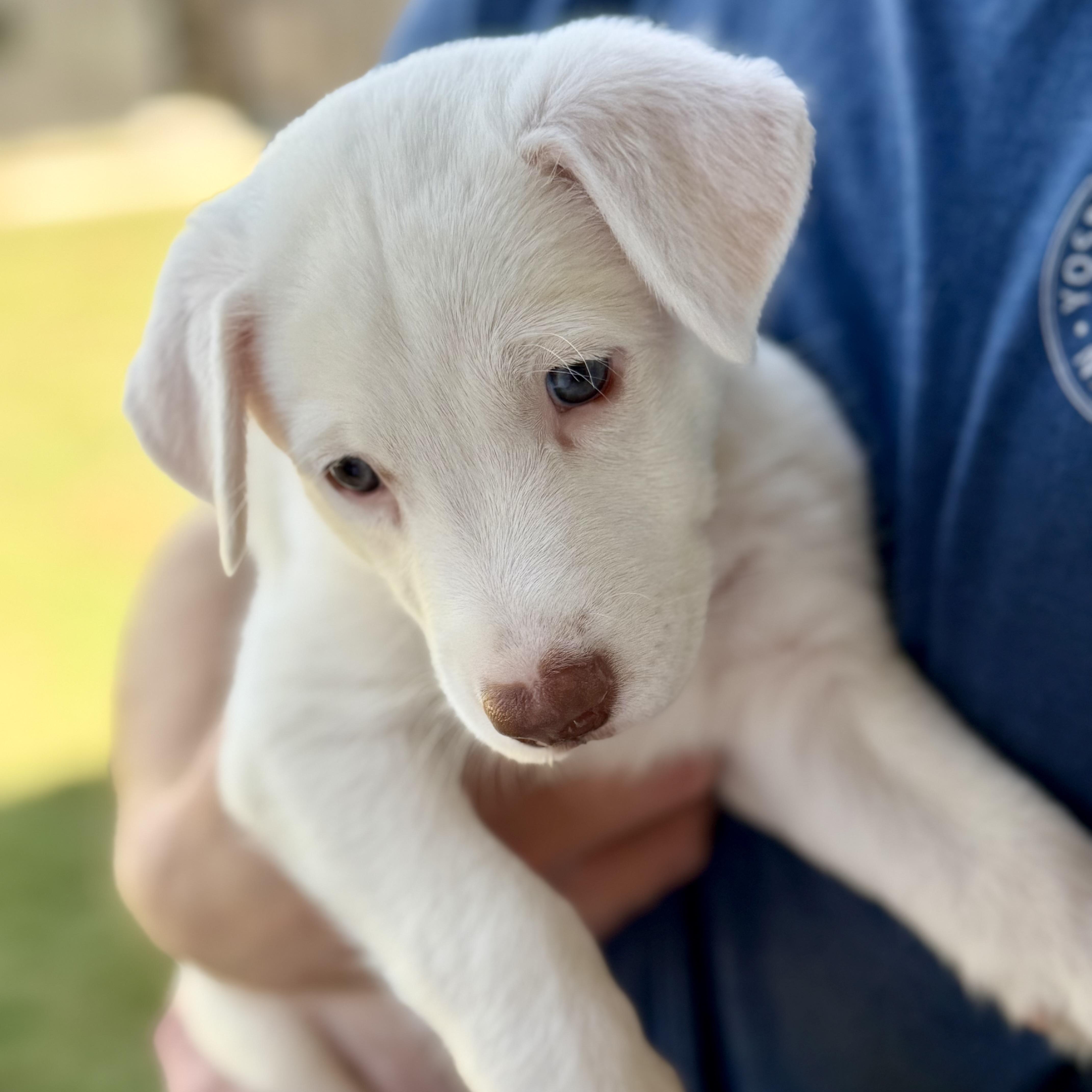A baby large-sized female Shepherd dog named Maren for adoption in Pflugerville, TX