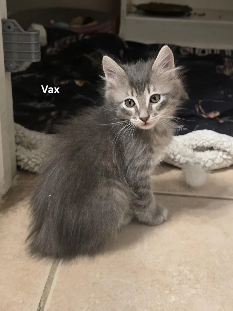 A baby medium-sized male Tabby (Gray / Blue / Silver) Domestic Medium Hair cat named Vax for adoption in Liverpool, TX