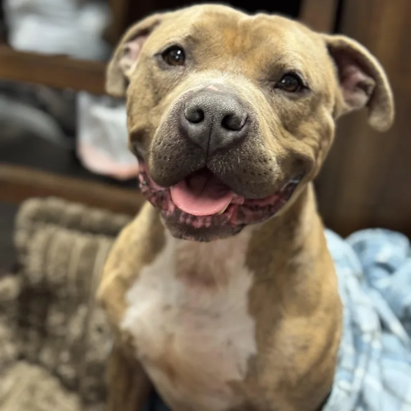 An adult medium-sized male Brindle Pit Bull Terrier dog named Ace for adoption in Battle Creek, MI