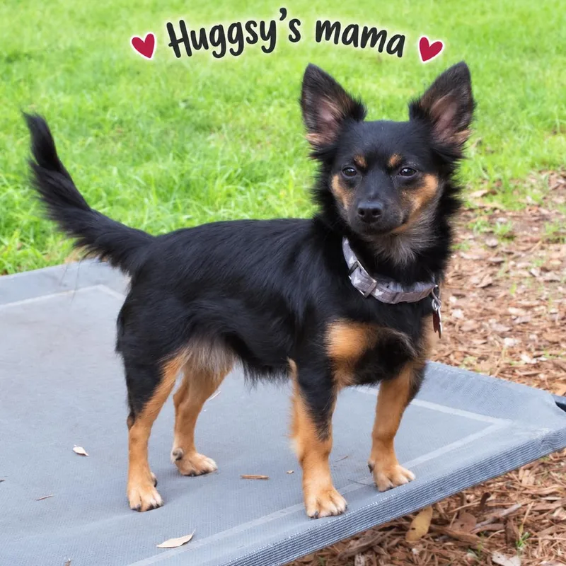 An adult small-sized male Yorkshire Terrier dog named Huggsy for adoption in Wimberley, TX