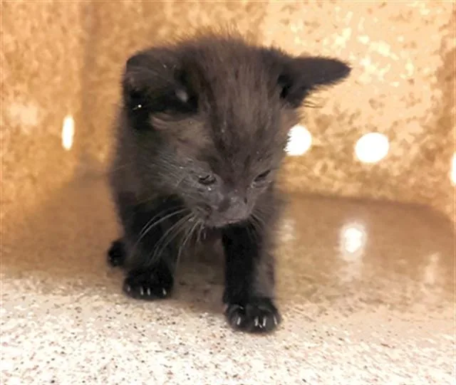 A baby small-sized male Domestic Short Hair cat named Flow for adoption in Thousand Palms, CA