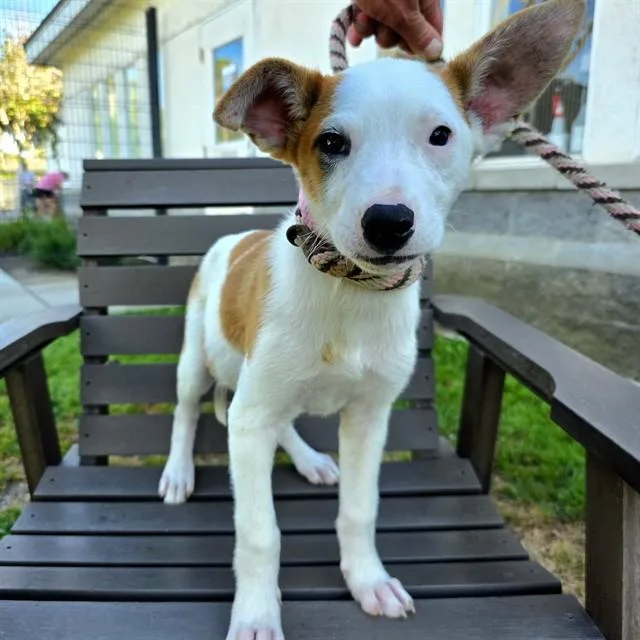 A baby small-sized female Basenji dog named Fawn for adoption in Long Beach, CA