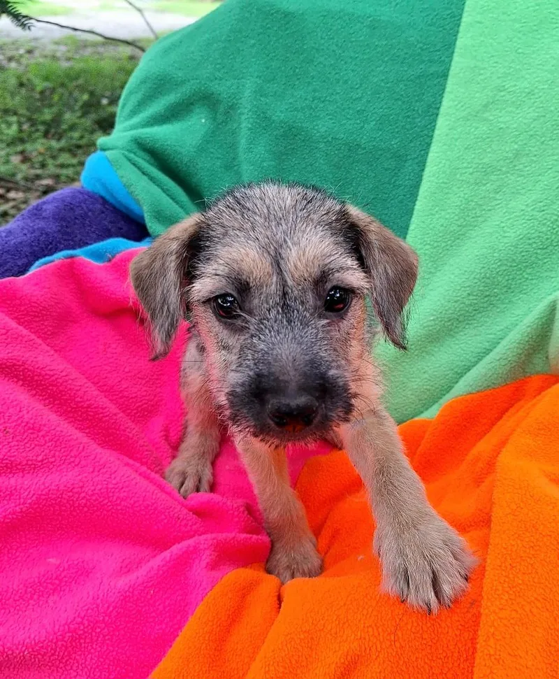 Tessie WAT thumbnail 2