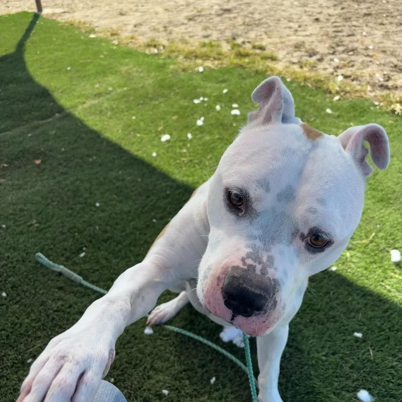 An adult medium-sized male White / Cream Mixed Breed dog named Banter for adoption in Georgetown, TX