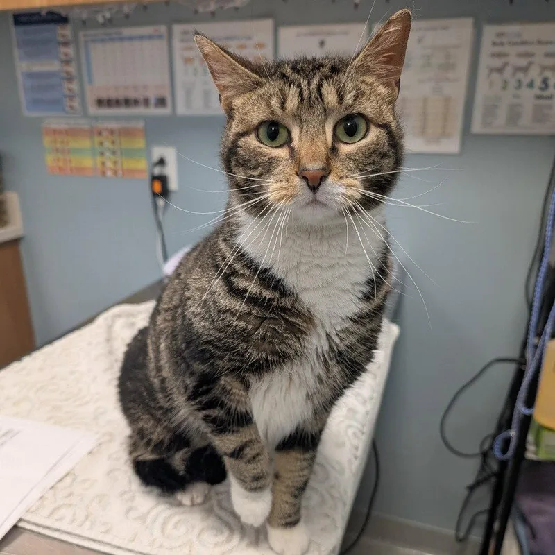 A young medium-sized female Domestic Short Hair cat named Papaya for adoption in New Castle, DE