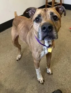 An adult medium-sized female Brown / Chocolate Boxer dog named Brulee for adoption in Cleveland, OH