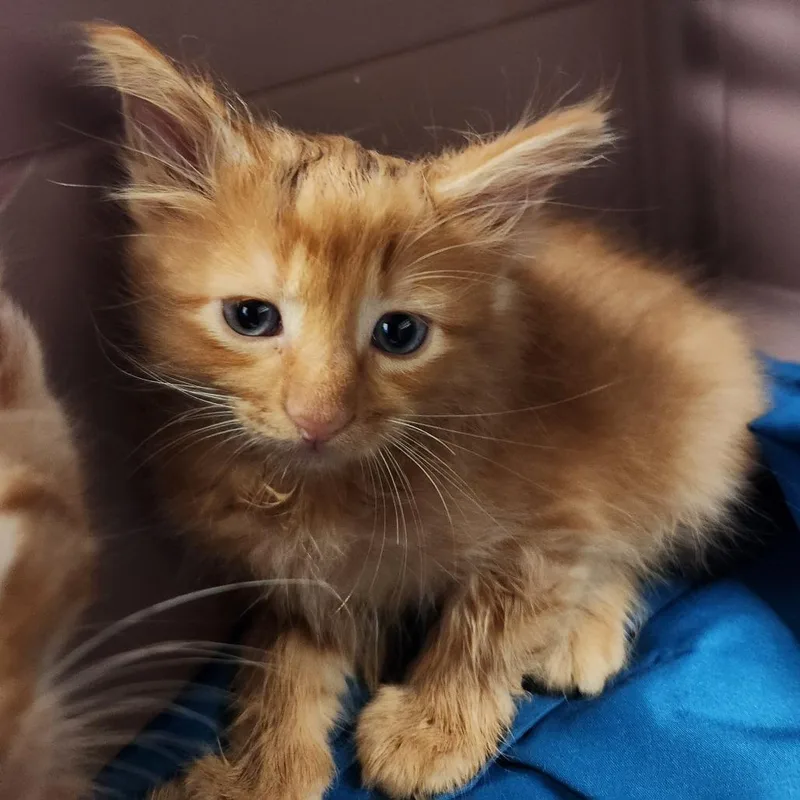 A baby small-sized male Orange / Red Domestic Medium Hair cat named Sneak for adoption in Charlottesville, VA