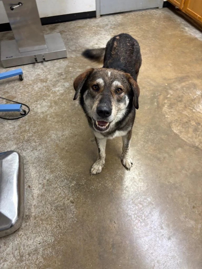 An adult large-sized male Shepherd dog named Thor for adoption in Lockhart, TX