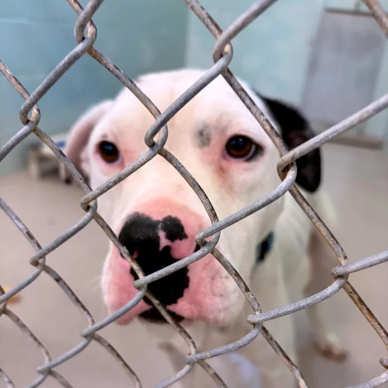 An adult medium-sized male White / Cream Pit Bull Terrier dog named Hei Hei for adoption in Newark, NJ