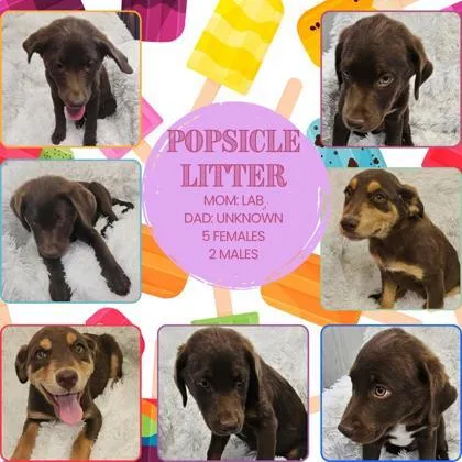 A baby medium-sized male Labrador Retriever dog named Johnny Pop for adoption in Hobart, IN