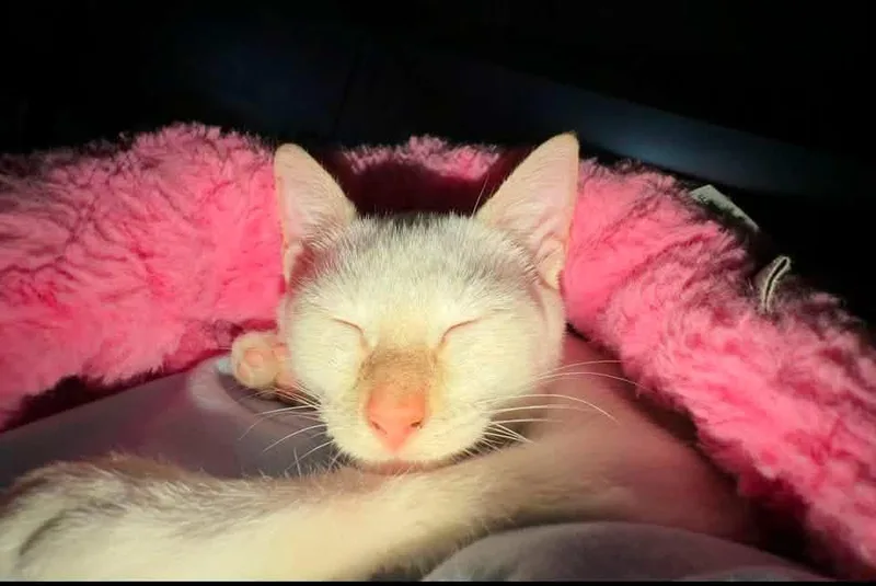 A baby medium-sized female Flame Point Domestic Short Hair cat named Snow for adoption in Calera, AL