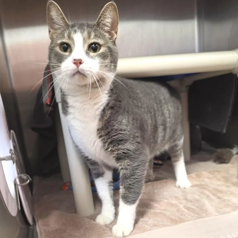 An adult large-sized female Gray / Blue / Silver Domestic Short Hair cat named Penelope for adoption in Fort Wayne, IN