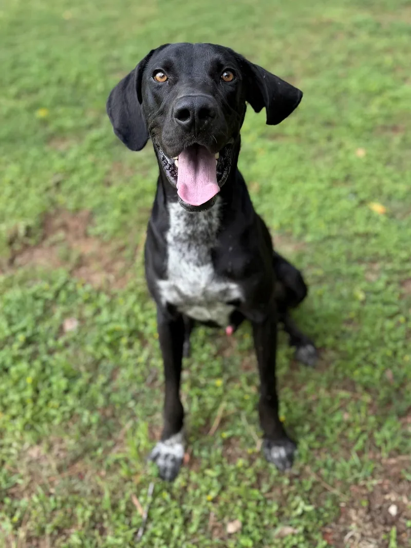 An adult large-sized male Black Great Dane dog named Rex for adoption in Summerdale, AL