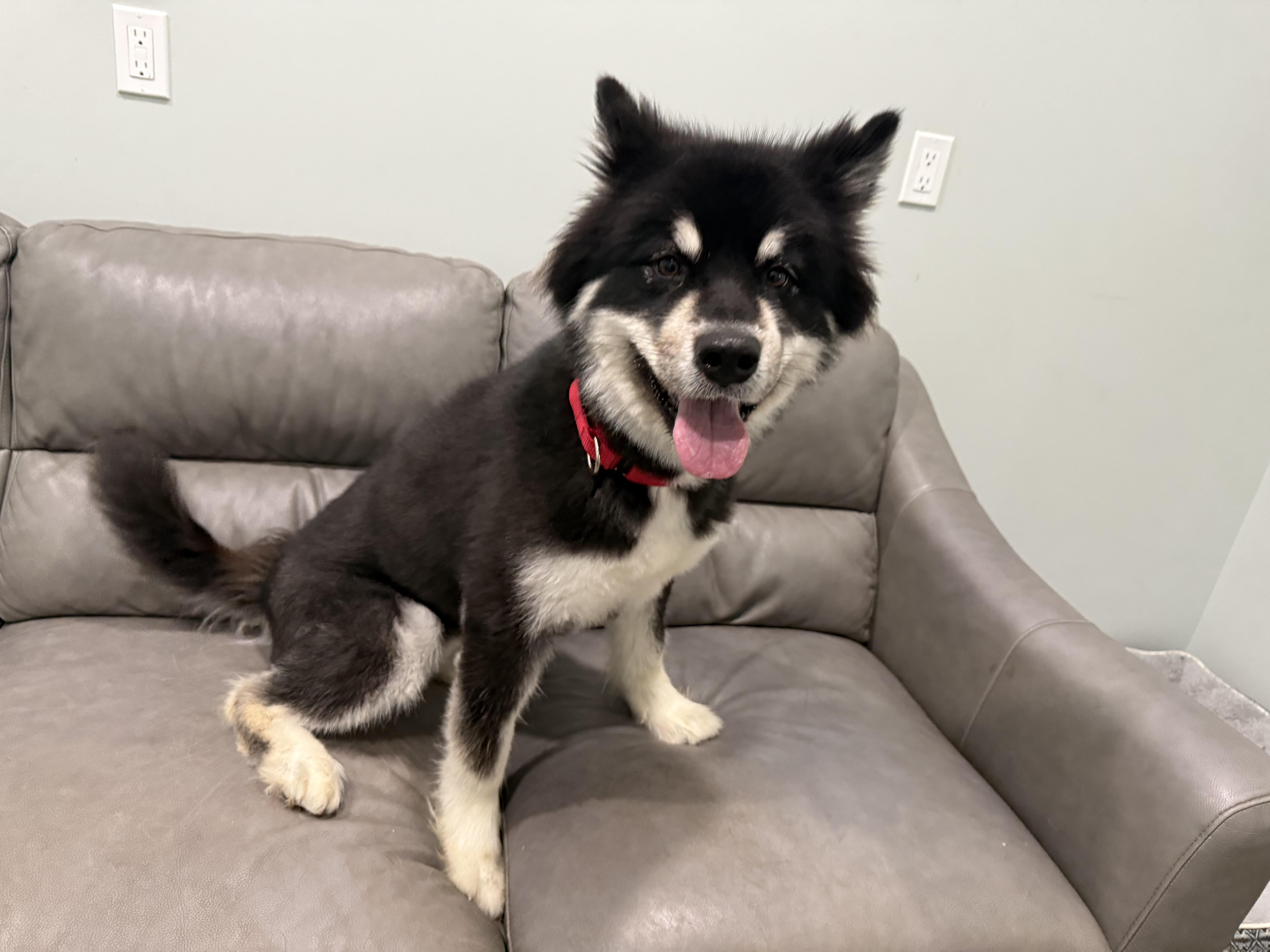 An adult large-sized female Alaskan Malamute dog named Yami for adoption in Sault Sainte Marie, MI