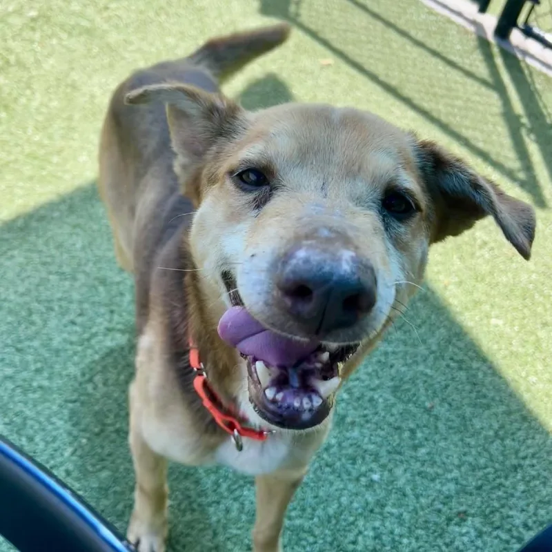 A senior medium-sized male Brown / Chocolate Mixed Breed dog named Taki for adoption in Greensboro, NC