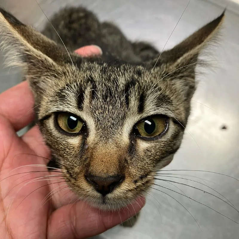 A baby small-sized male Brown / Chocolate Domestic Short Hair cat named PacMan Meet me at for adoption in Buffalo, MN
