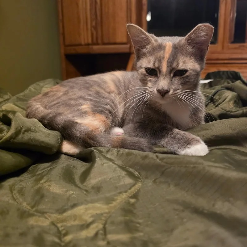 A young medium-sized female Dilute Calico Domestic Short Hair cat named Birdie for adoption in Jacksonville, FL