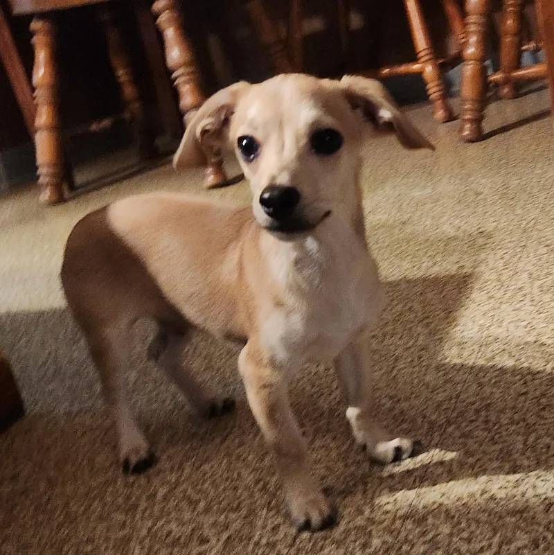 A young small-sized male Apricot / Beige Chiweenie dog named Dobby for adoption in Chicopee, MA