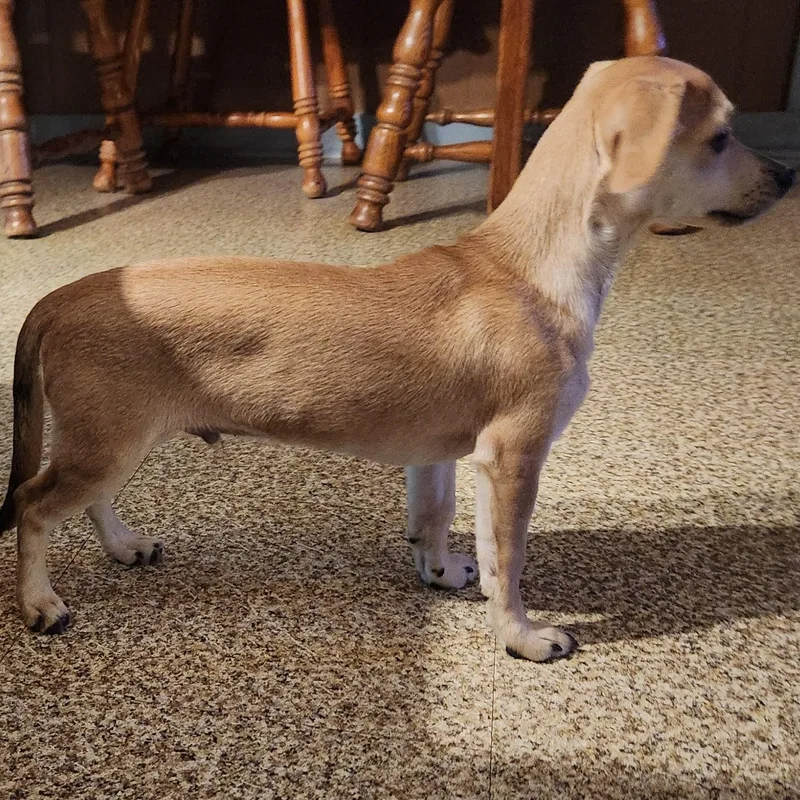 Dobby thumbnail 3