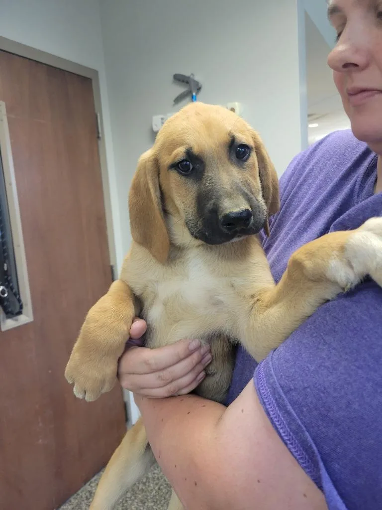 A baby medium-sized male Mixed Breed dog named Trigger for adoption in Columbia, TN
