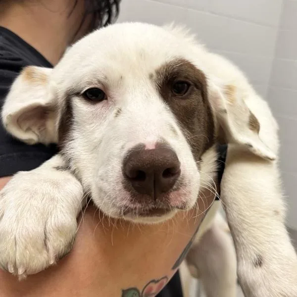 A baby small-sized female Labrador Retriever dog named Joanne for adoption in Golden, CO