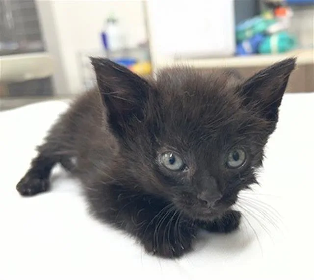 A baby small-sized female Domestic Short Hair cat named Marina for adoption in Baytown, TX