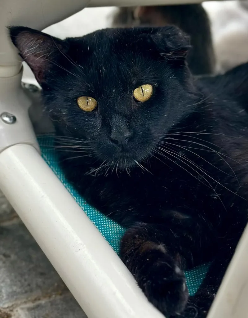 An adult medium-sized male Black Domestic Short Hair cat named Tres for adoption in Faribault, MN